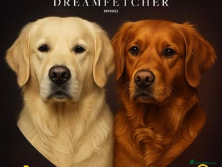 Golden Retriever dogs Beautifully Coloured Golden Retriever Puppies - Advert 14