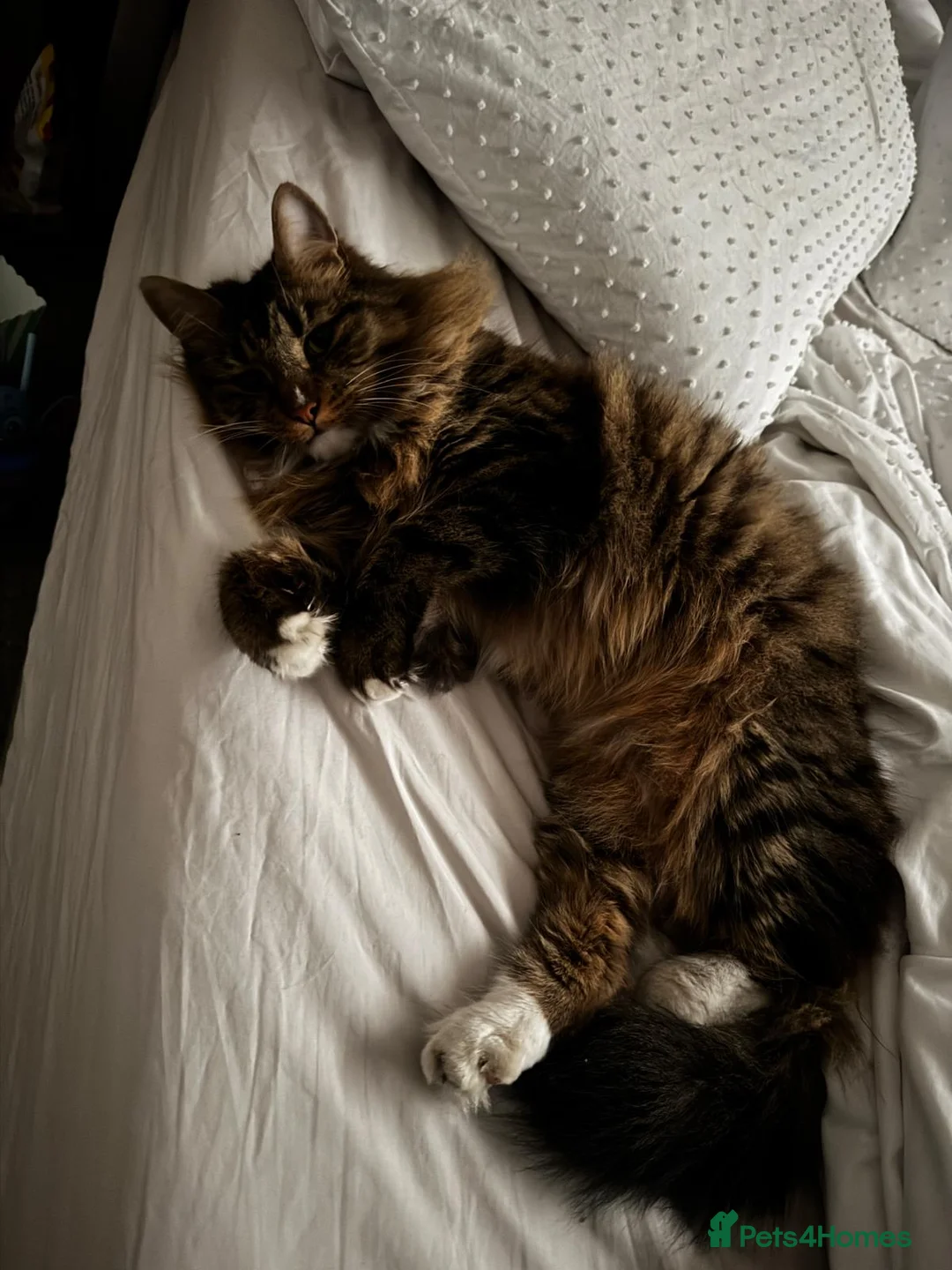 British Longhair cats for sale: Loving 6 year old male cat - Advert 3