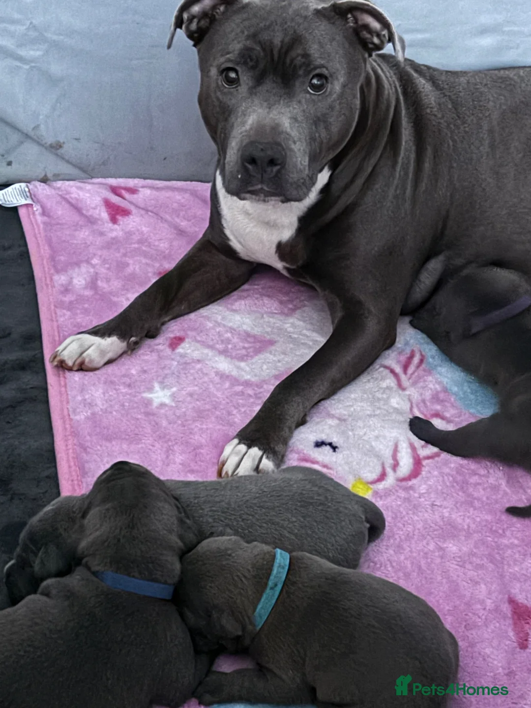 Staffordshire Bull Terrier dogs for sale: Blue staffy Girl 6 weeks old 💖 - Advert 2
