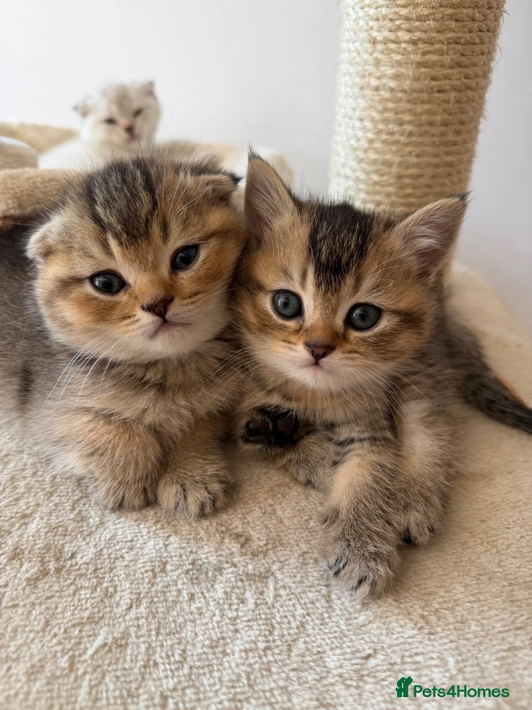 Scottish Fold cats for sale: Champion bloodlines Scottish Fold-Straight Kittens - Advert 2