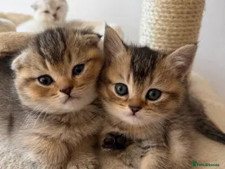 Scottish Fold cats Champion bloodlines Scottish Fold-Straight Kittens - Advert 4