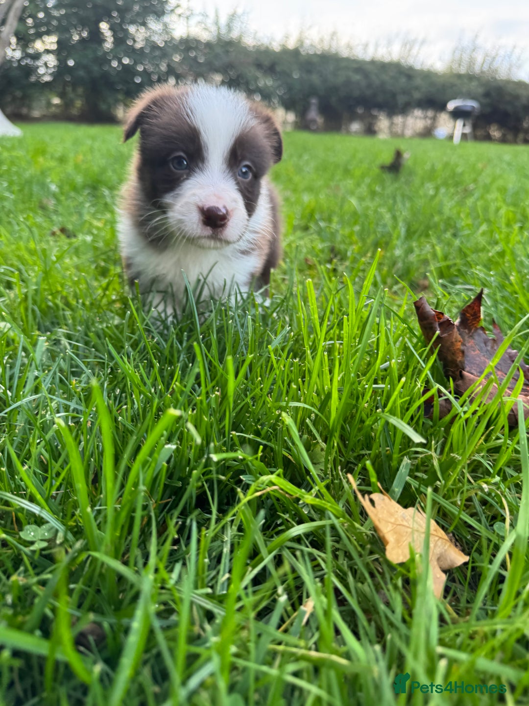 Border Collie dogs for sale: Pure Bred Border Collie Puppies For Sale - Image 13