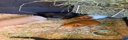 Guinea Pig rodents for sale: Female guinea pigs - Advert 2