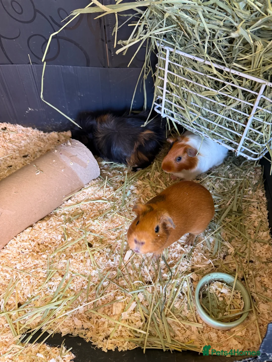Guinea Pig rodents for sale: Female guinea pigs - Advert 2