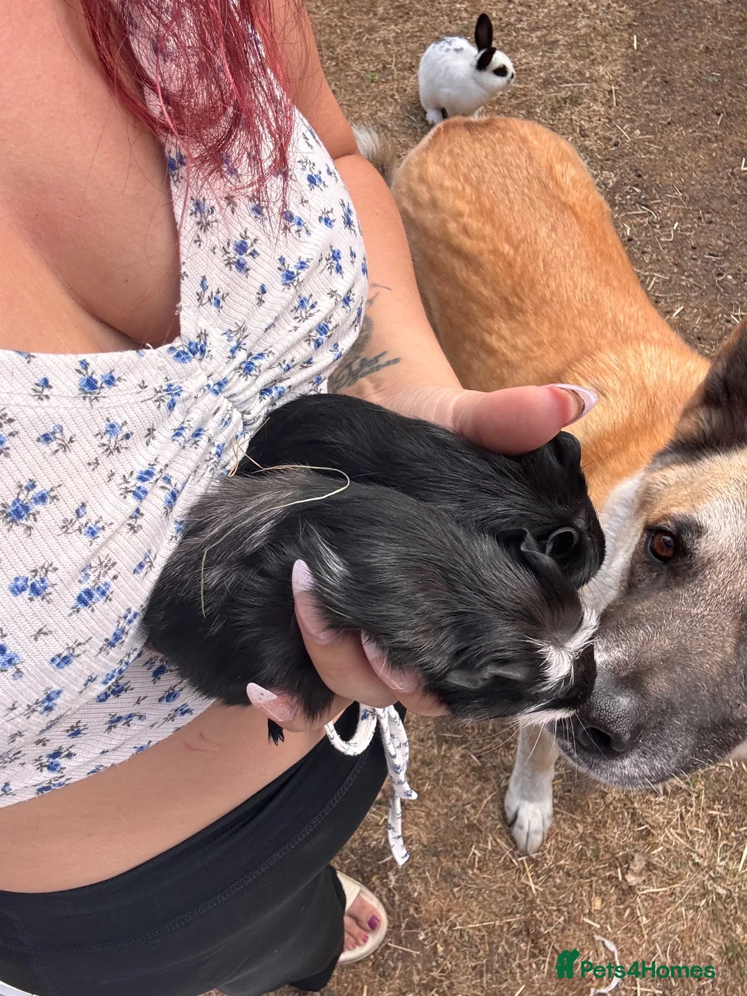 Guinea Pig rodents for sale: 2 baby boy guinea pigs  - Advert 2