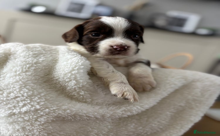 English Springer Spaniel dogs - Advert 3