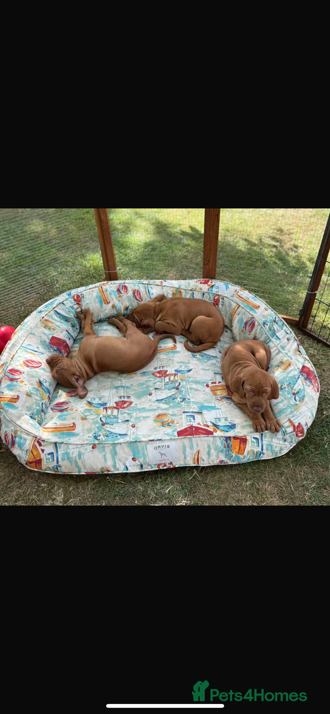 Hungarian Vizsla dogs for sale: Hungarian vizsla puppy - Image 3