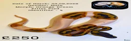 Python Snake reptiles for sale: Ball Pythons for Sale - Advert 1