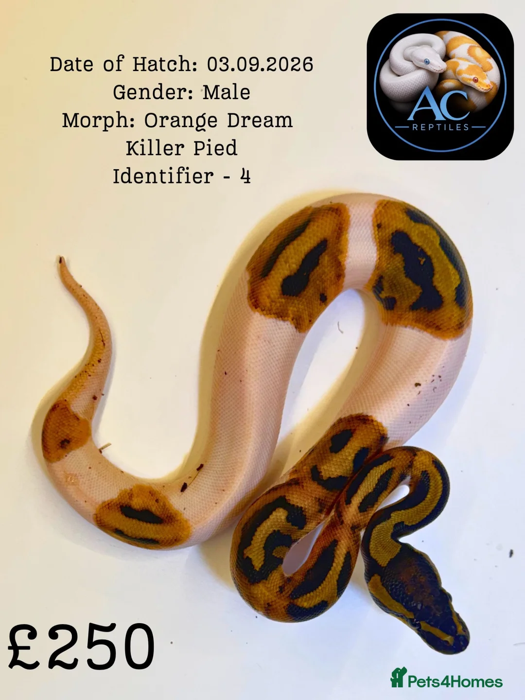 Python Snake reptiles for sale: Ball Pythons for Sale - Advert 1