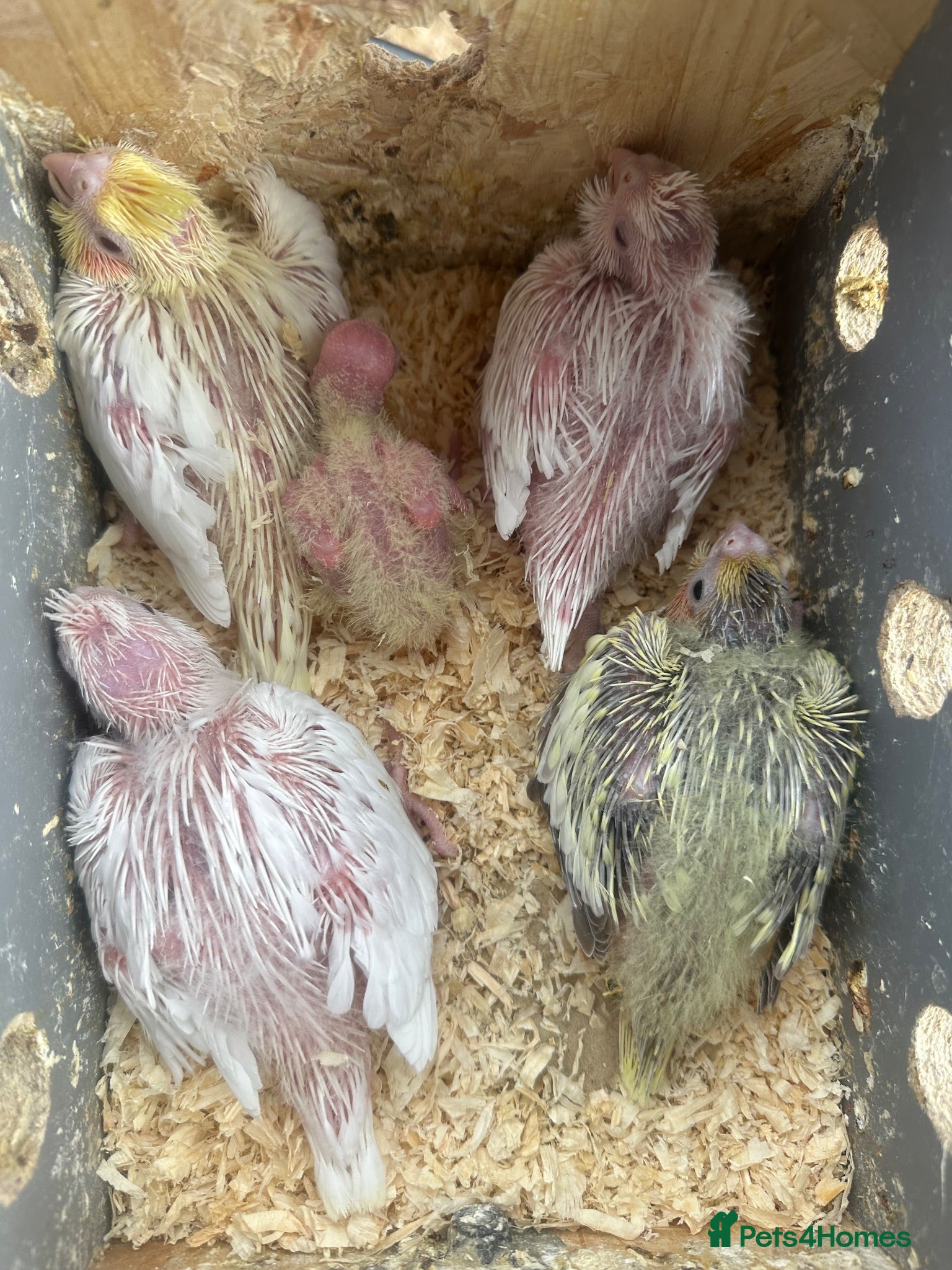 Cockatiels birds 5 Beautiful Chicks – Albino, Lutino & More 🦜 - Advert 1