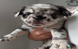 French Bulldog dogs for sale: *Fluffy Merle French Bulldog Pups* - Image 8