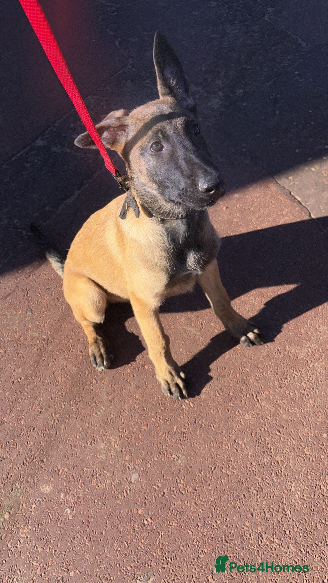 Belgian Shepherd Dog dogs *1 bitch left* DWKC Belgian Malinois litter  - Advert 16