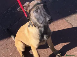 Belgian Shepherd Dog dogs *1 bitch left* DWKC Belgian Malinois litter - Advert 16
