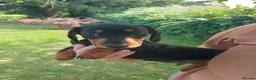 Miniature Dachshund dogs for sale: perfect true to type miniature Dachshund puppies   - Advert 2