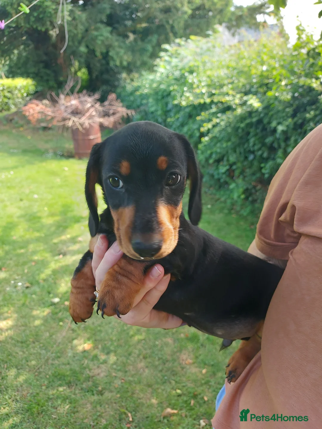Miniature Dachshund dogs for sale: perfect true to type miniature Dachshund puppies   - Advert 2