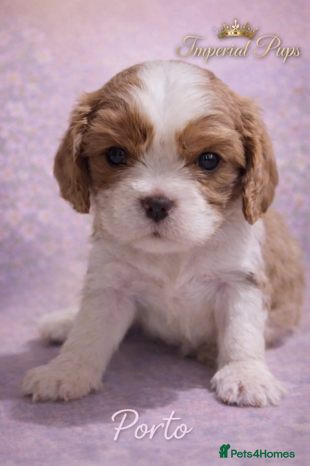 Cavalier King Charles Spaniel dogs for sale: ✨️ KC Registered Cavaliers – 1 Girl + 2 Boys  - Advert 3