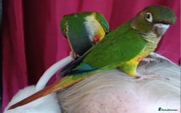 Conures birds for sale: Conures handreared Conures Green Cheeks  - Image 9