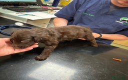 Cockapoo dogs for sale: Reduced F3 Cockapoo READY to leave 21st July  - Image 21