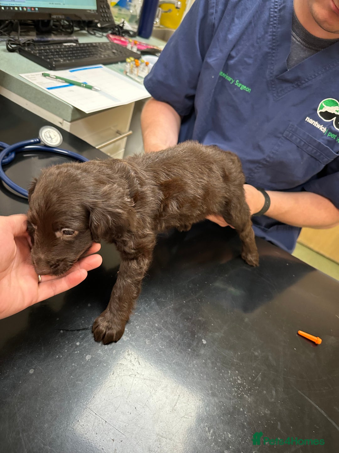 Cockapoo dogs for sale: Reduced F3 Cockapoo READY to leave 21st July  - Image 21