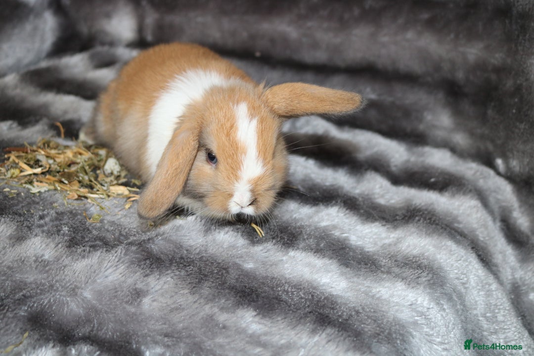 Mini Lop rabbits for sale: 3 Mini Plush x Mini Lop babies  - Image 13