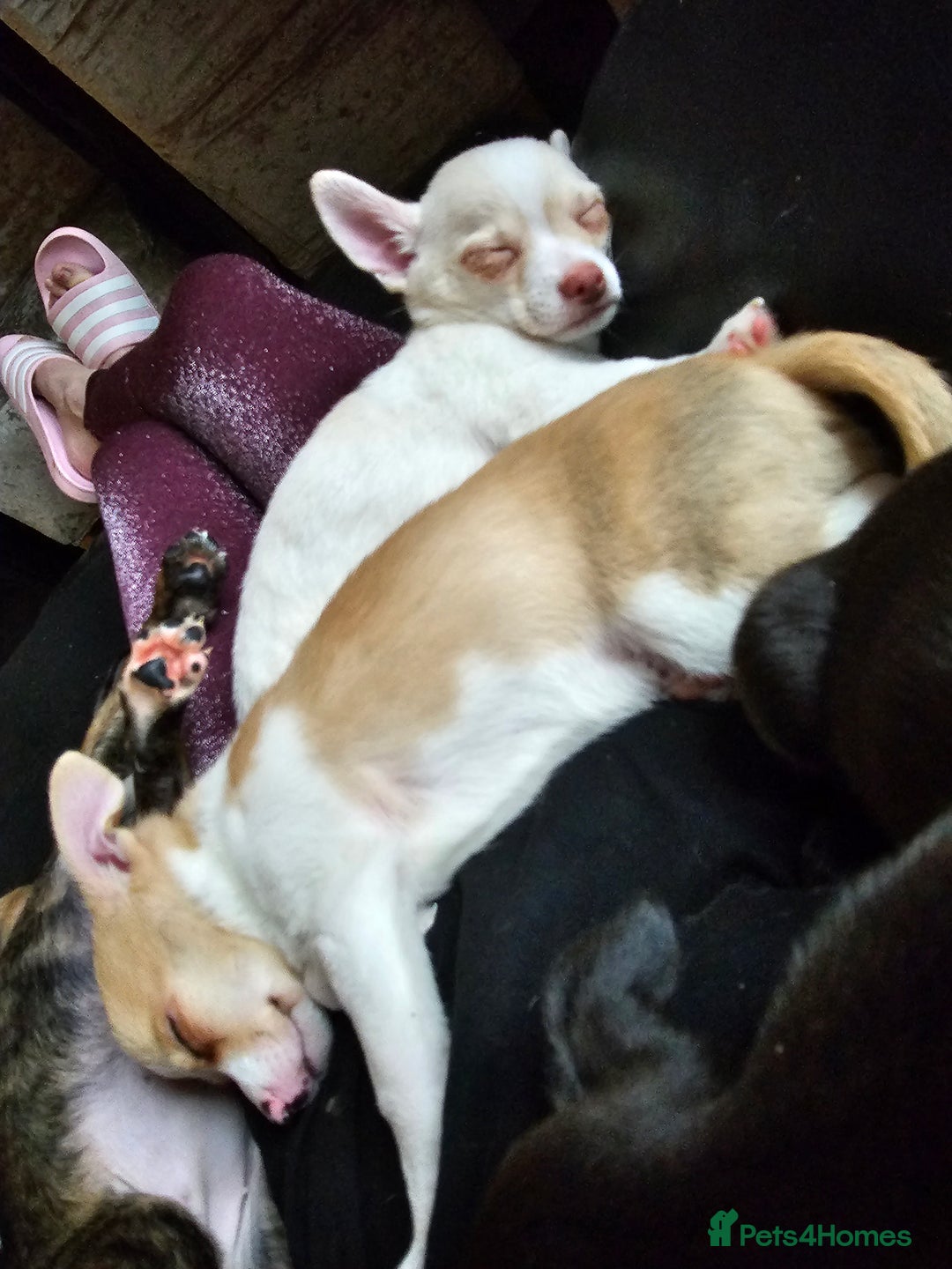 Chihuahua dogs for sale: Two male chihuahuas  - Advert 21