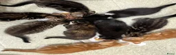 Domestic Shorthair cats for sale: 9 Gorgeous Kittens – Tabby, Ginger & Tortoiseshell - Advert 23