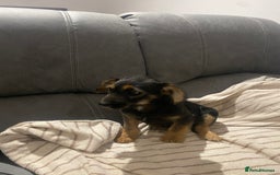 Jackapoo dogs for sale: Beautiful Jackapoo Puppy Black and Tan  - Image 2