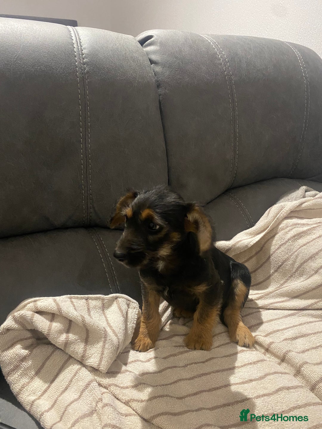 Jackapoo dogs for sale: Beautiful Jackapoo Puppy Black and Tan  - Image 2