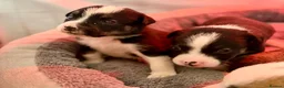 Mixed Breed dogs for sale: 🐾BULLDOG X BORDER COLLIE PUPPIES - Advert 14