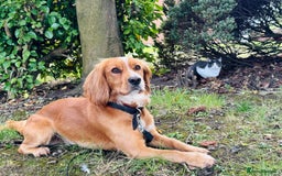 Cocker Spaniel dogs for sale: Beautiful, healthy and loving 2-year-old Cocker.  - Advert 6