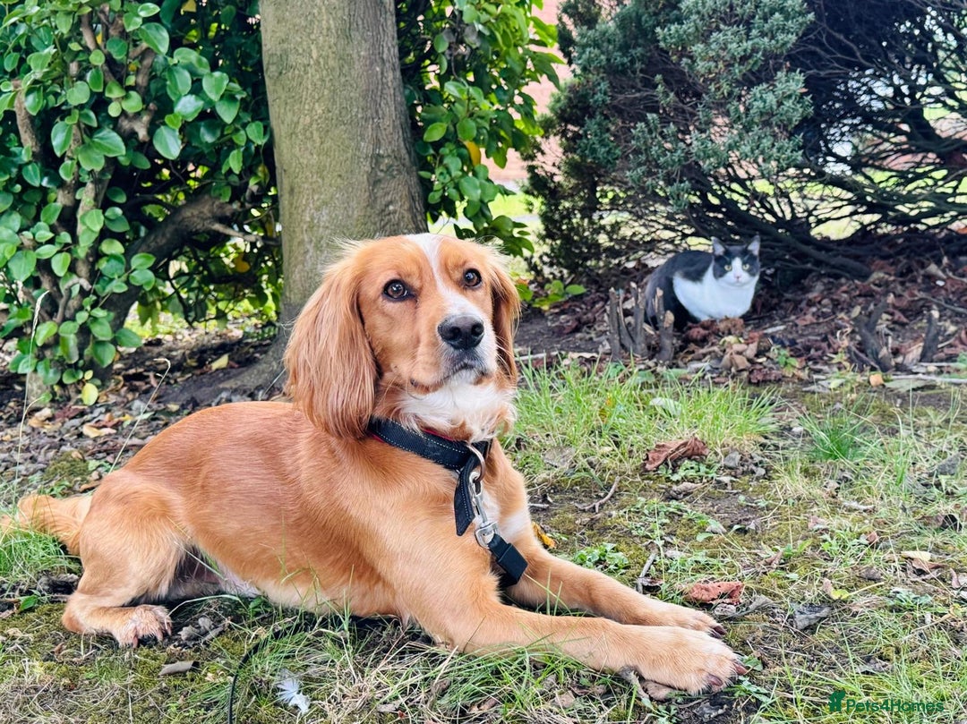 Cocker Spaniel dogs for sale: Beautiful, healthy and loving 2-year-old Cocker.  - Advert 6