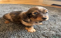 Miniature Dachshund dogs for sale: KC Longhaired Miniature Dachshunds  - Image 2