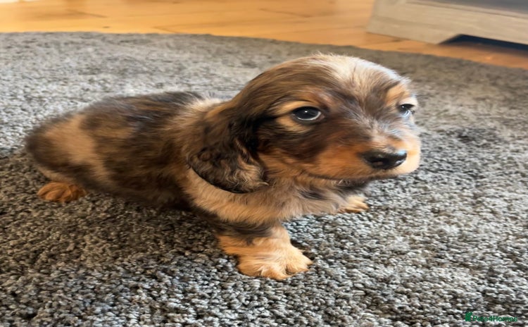 Miniature Dachshund dogs - Advert 4