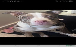American Bully dogs for sale: Merle pocket bully - Image 4