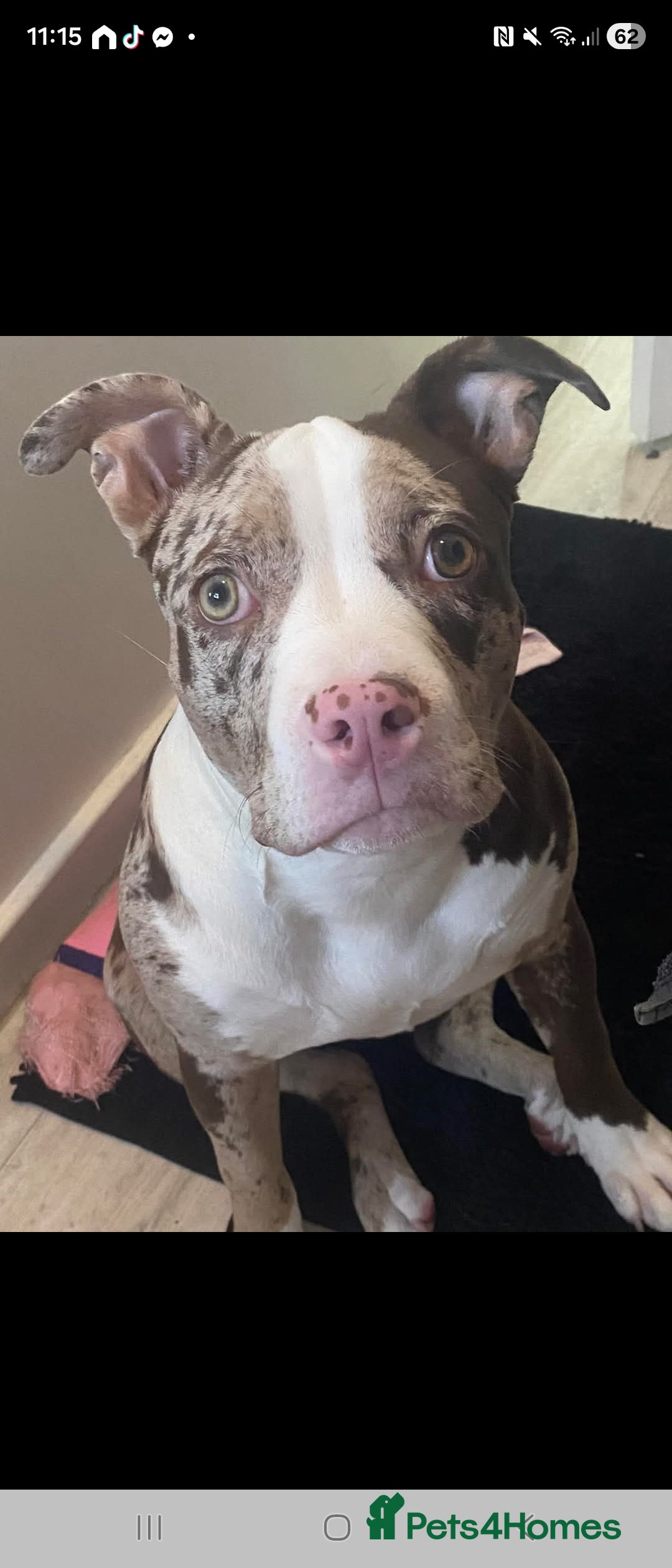 American Bully dogs for sale: Merle pocket bully - Image 4