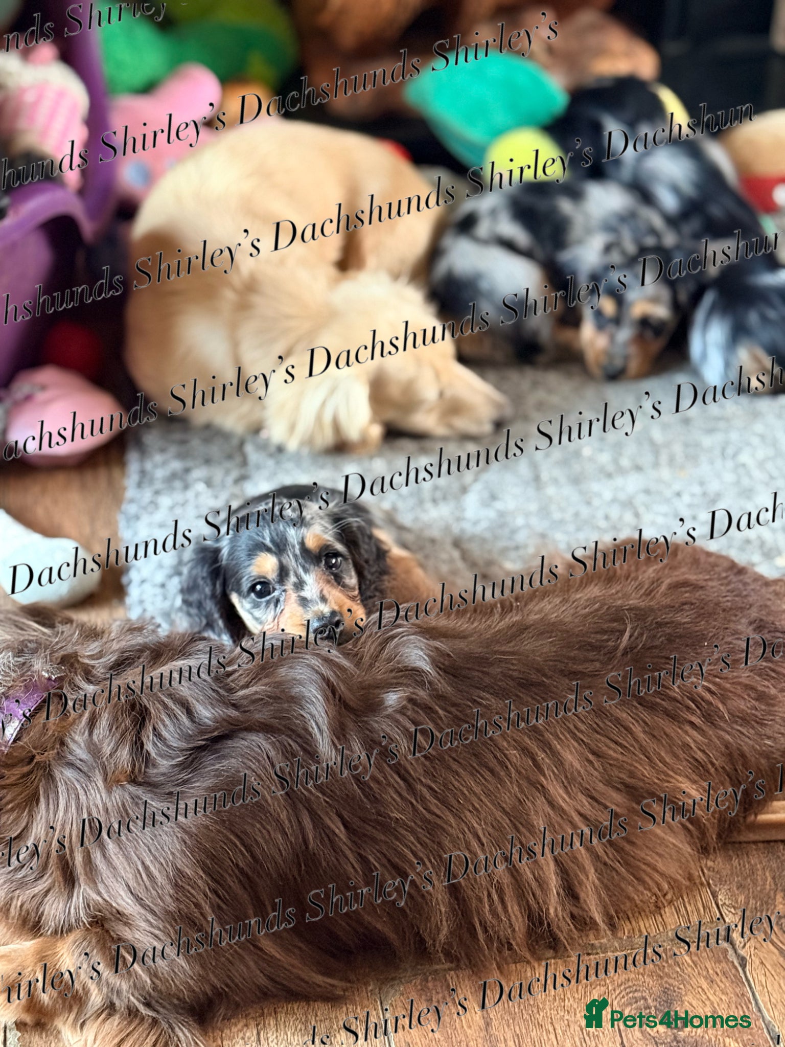Miniature Dachshund dogs Ready to leave now. Silver Dapple Longhaired Minis - Advert 12
