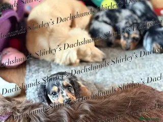 Miniature Dachshund dogs Ready to leave now. Silver Dapple Longhaired Minis - Advert 12