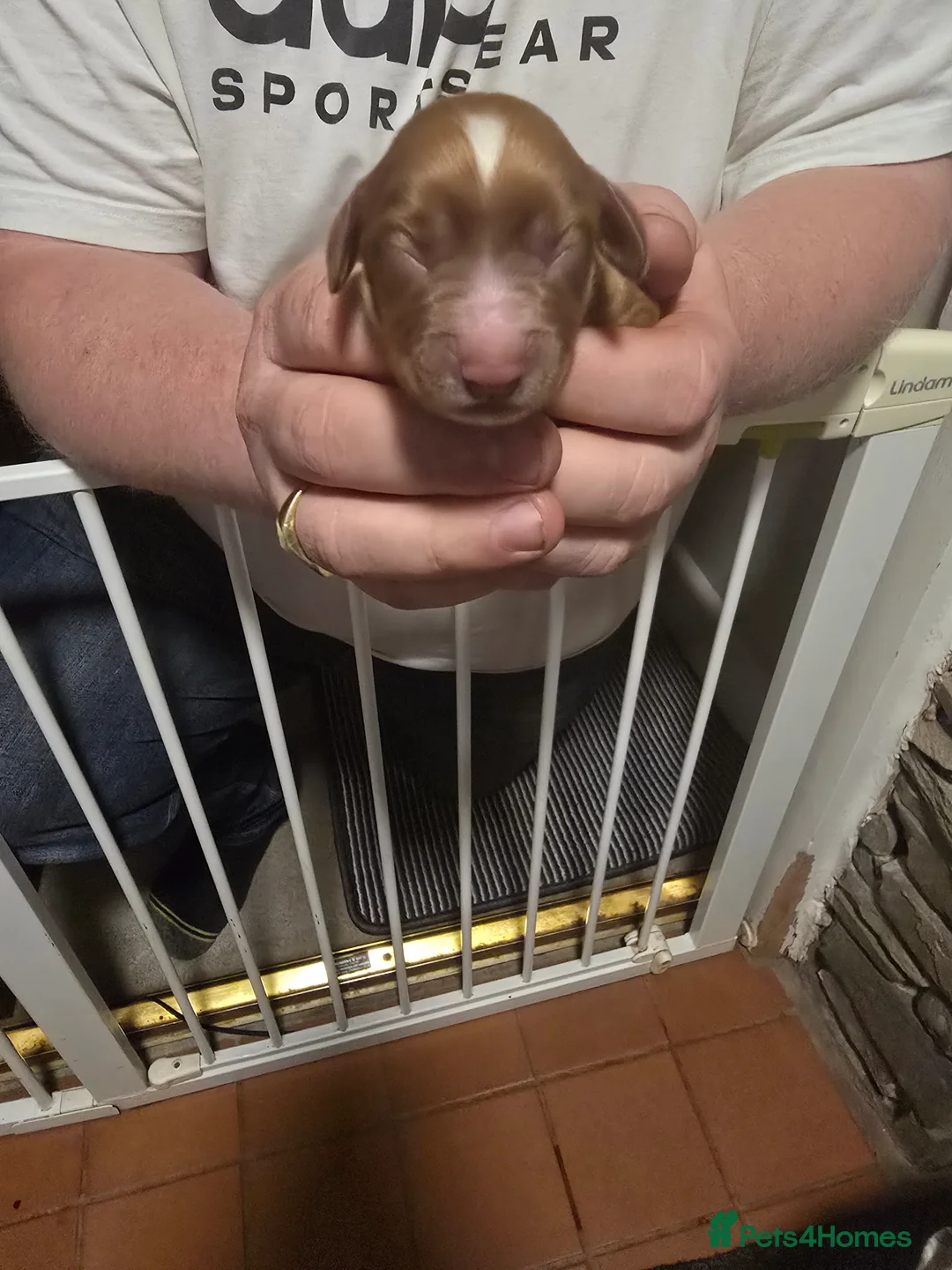 Cocker Spaniel dogs for sale: Cocker spaniel puppy  - Advert 14