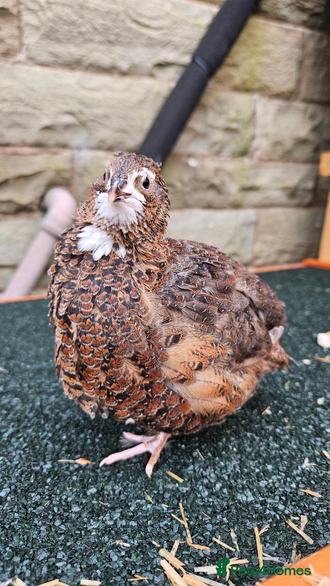 Quail poultry for sale: Japanese Quail – Young Birds Available - Advert 2