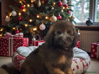 Bernedoodle dogs 2 left tri colour bernedoodle puppies girls only - Advert 1