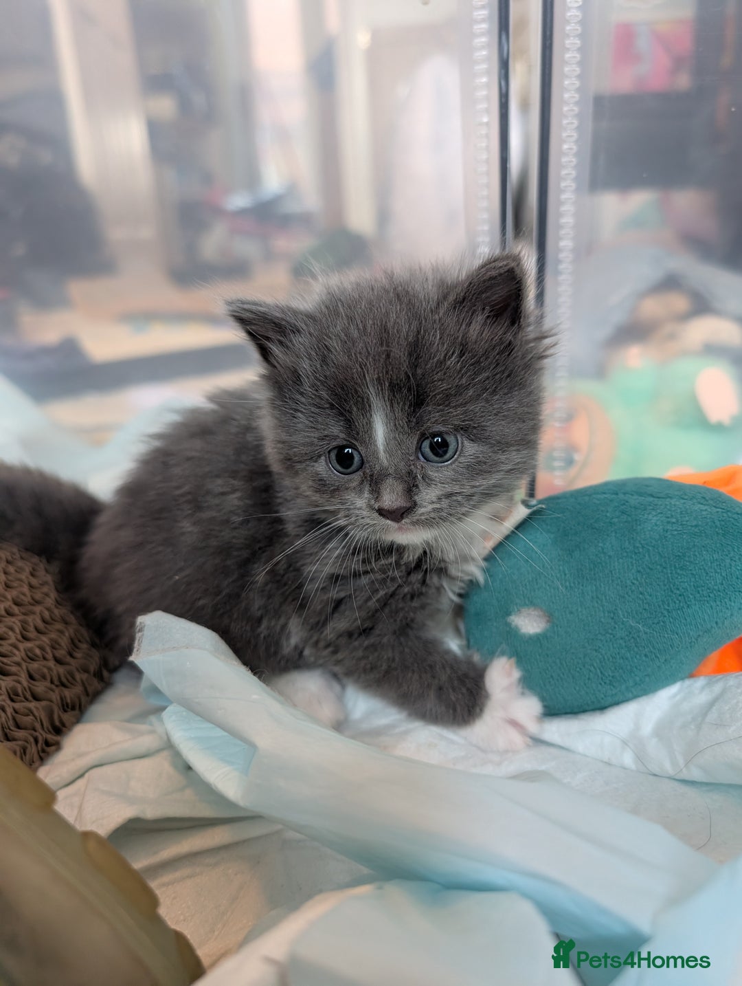 Maine Coon cats for sale: 3 maine coon cross kittens  - Image 11