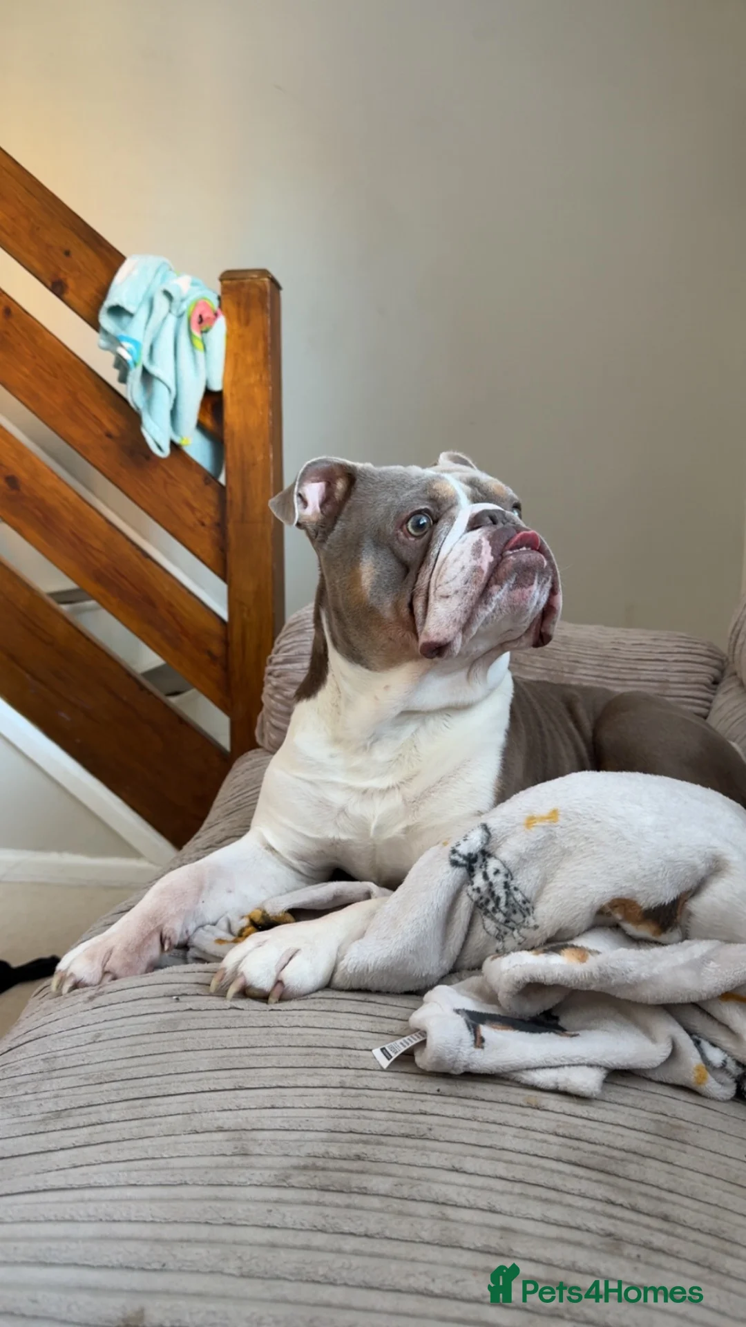 English Bulldog dogs for sale: Beautiful bulldog in Melksham - Advert 4