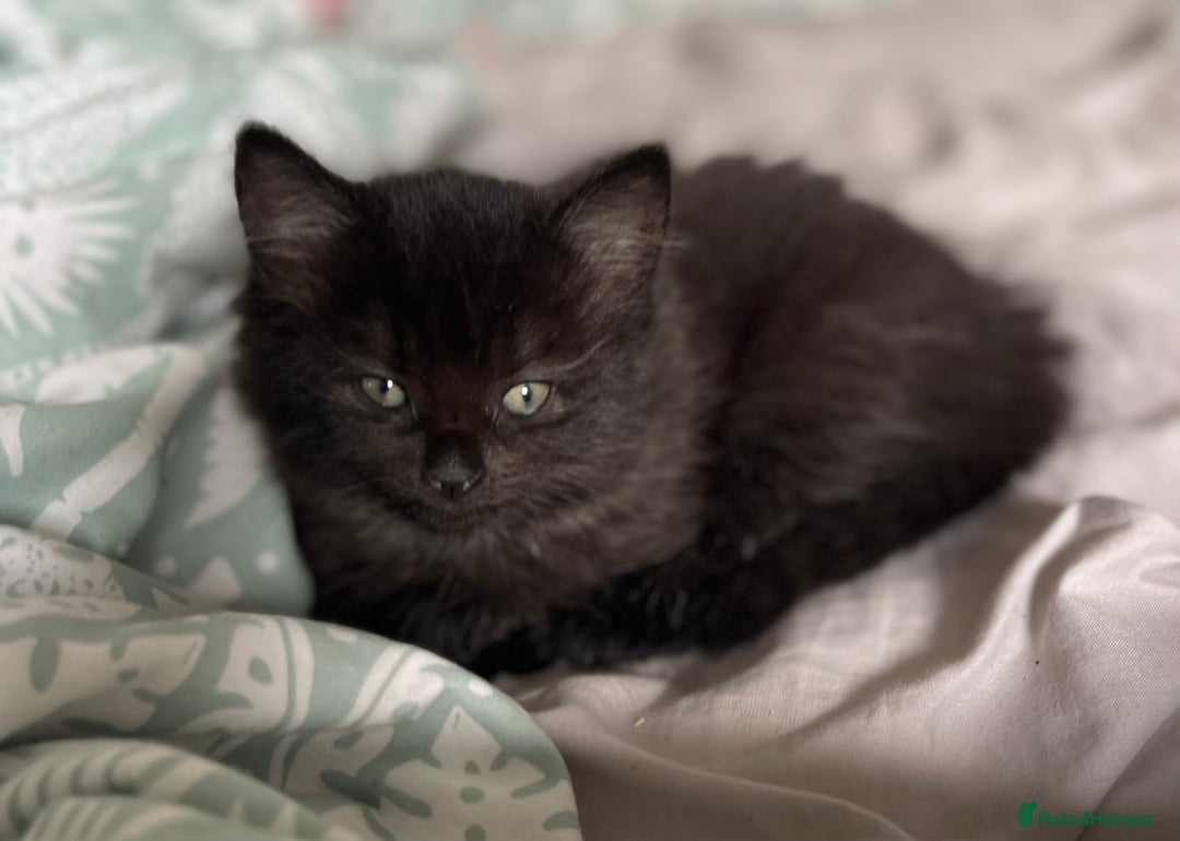 Mixed Breed cats for sale: Beautiful mixed kittens long and shorty hair - Advert 20