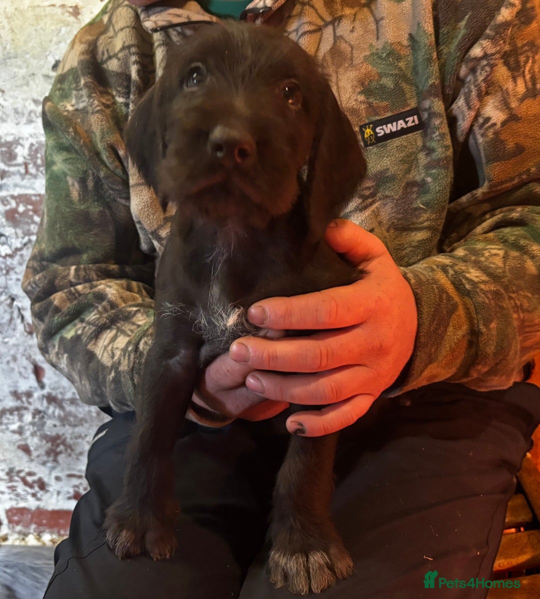 German Wirehaired Pointer dogs for sale: KC Reg GWP puppies  - Advert 4