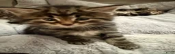 Maine Coon cats for sale: 🐾 Beautiful Maine Coon Kittens Ready Now! 🐾 - Advert 14