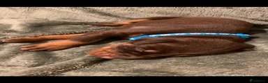 Dobermann 6