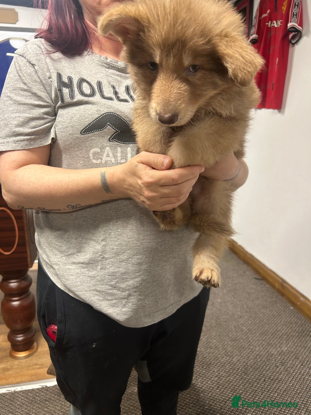 German Shepherd dogs for sale: Isabella German shepherd pups - Image 11