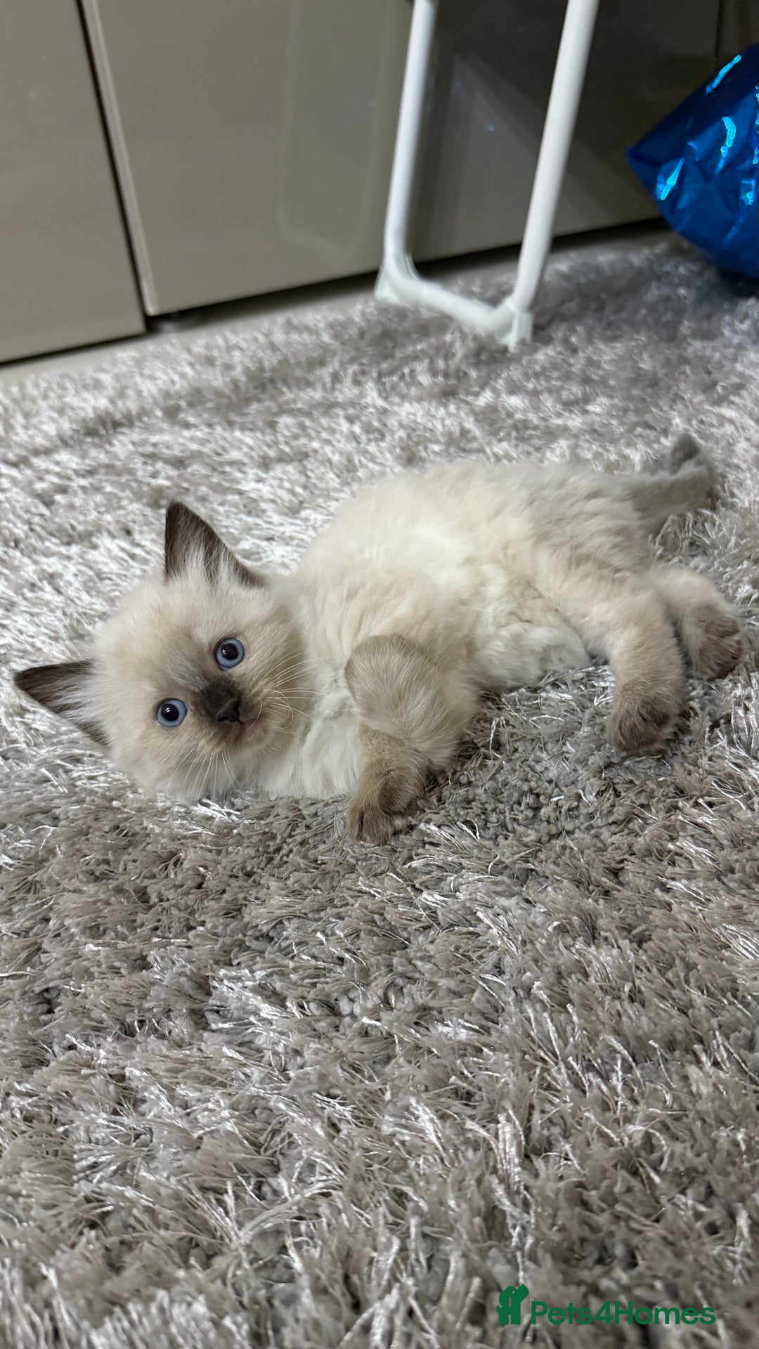 Ragdoll cats for sale: Beautiful Ragdoll Kittens for Sale – 2Boys&2Girls - Advert 14