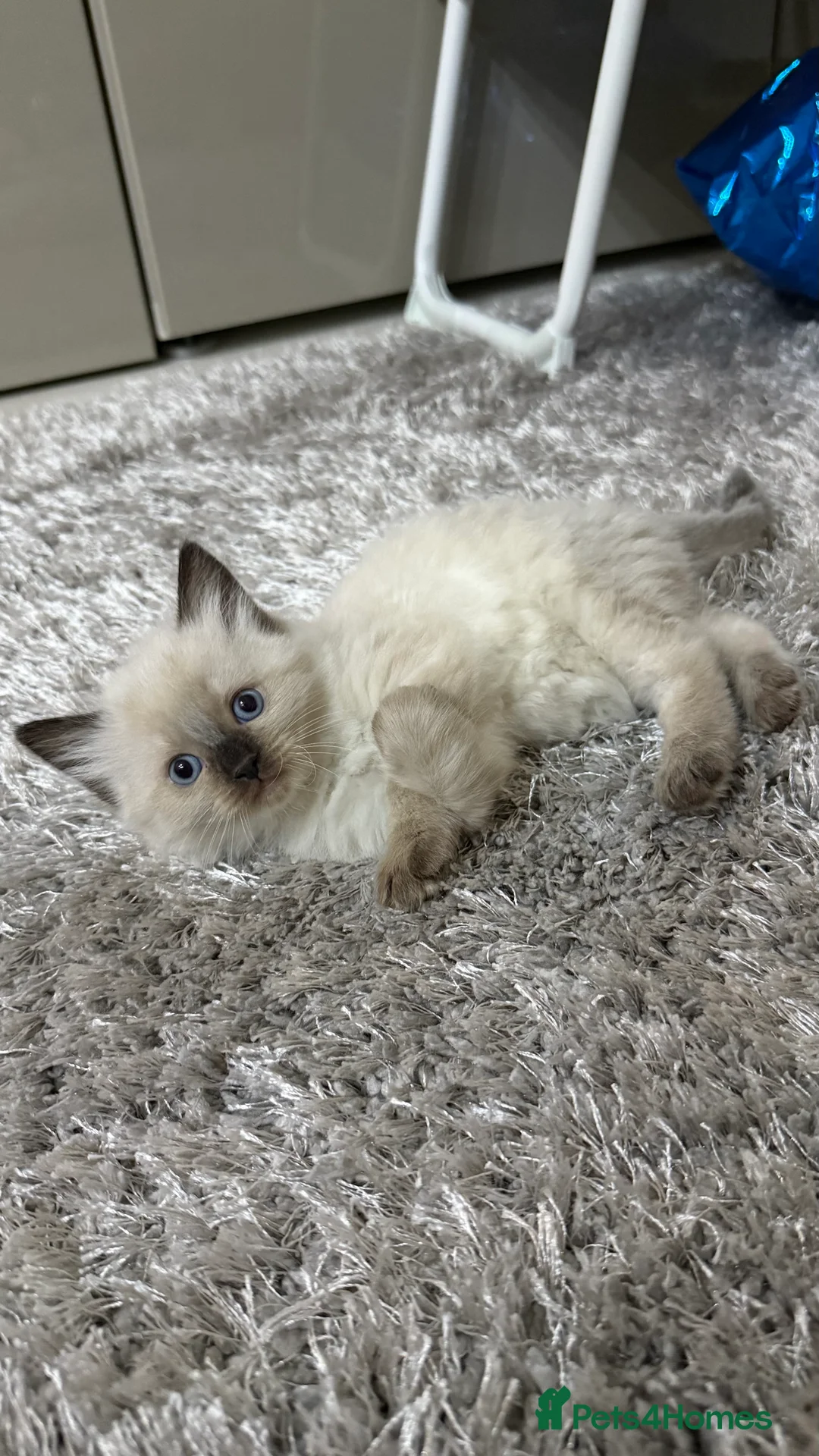 Ragdoll cats for sale: Beautiful Ragdoll Kittens for Sale: 2Boys&2Girls - Advert 14