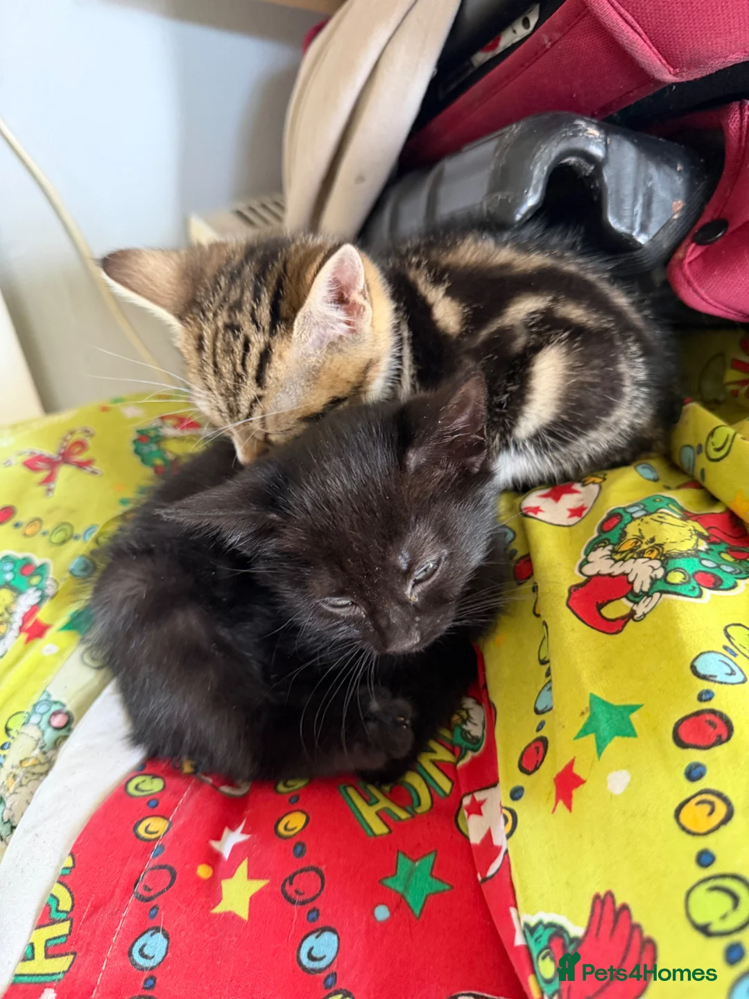 Mixed Breed cats for sale: 3 beautiful kittens looking for there new home  - Advert 4